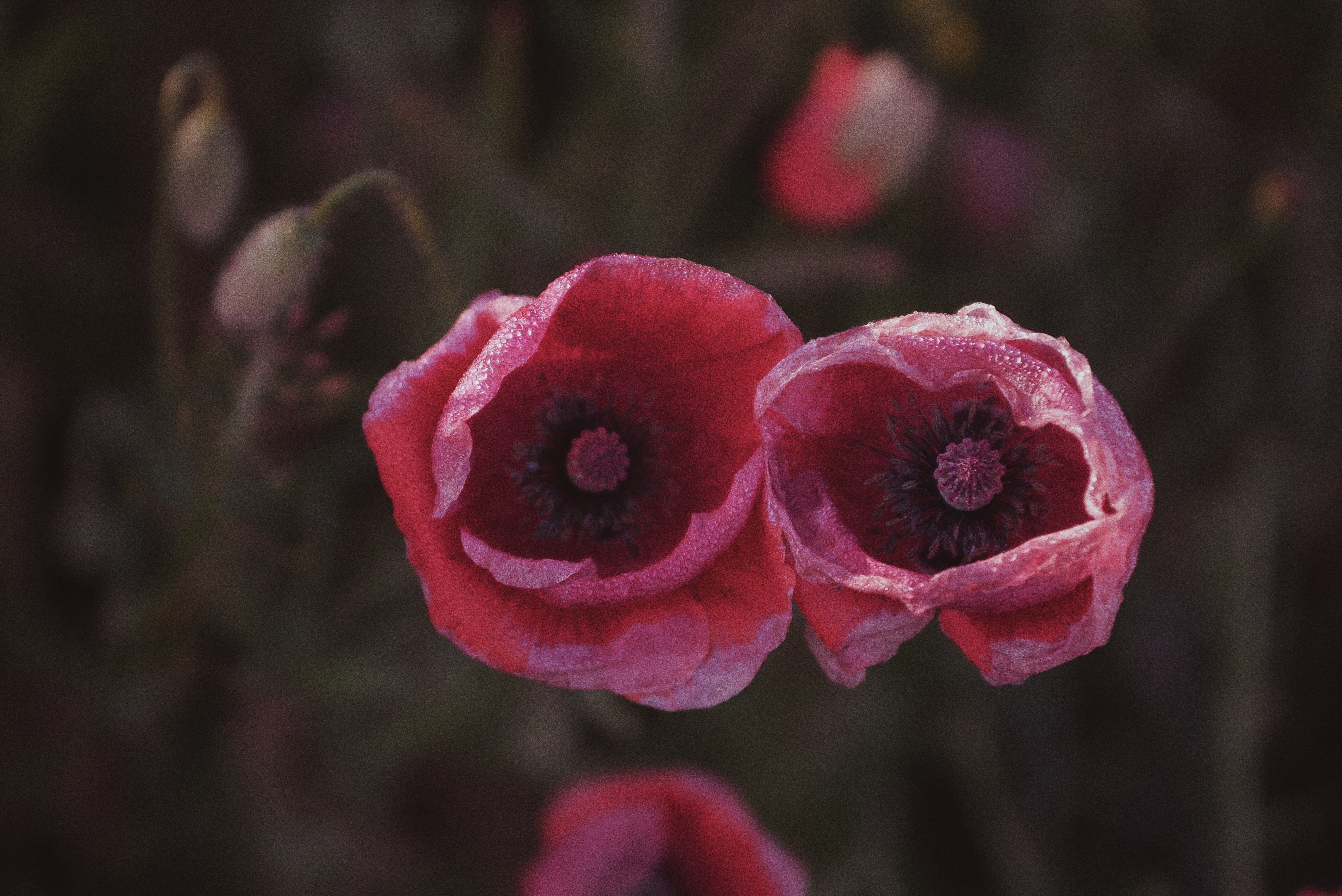 "Pair" by artist Avi.PH (@OkoAvi_Ph) - photography