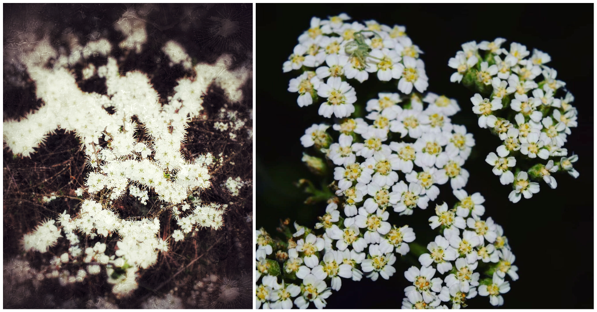 "Flower Powerr #4 - White" by artist Thomas Orlanth (@ThomasOrlanth) and "Dream Within a Dream" by artist GreenGloBones (@greenglobones) - both photography