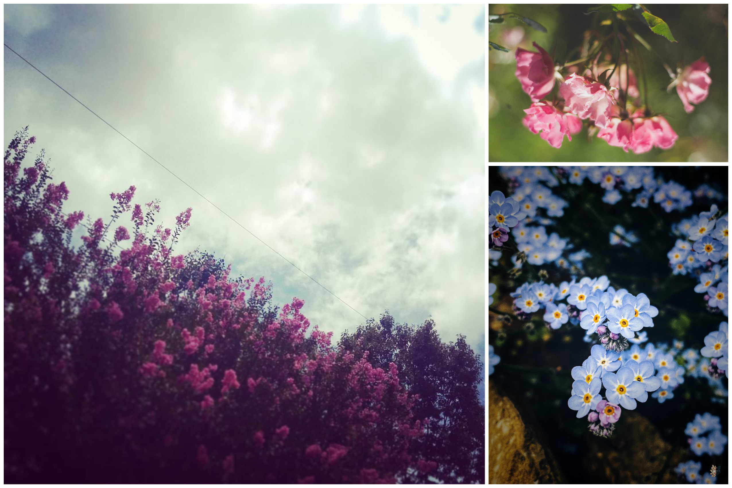 "Flowers for my Friends #2 'Reach for the Sky' " by artist legal (@WhoIsLegal); "Breath" by an unknown artist; "Got that fire in our soul, never count us out…" by artist Elfearsfoxsox (@elfearsfoxsox) - all photography