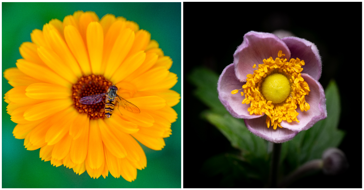 "Hoverfly on flower" and "Flower at Kew Gardens" by artist Micael Widell (@mw_nfts) - photography