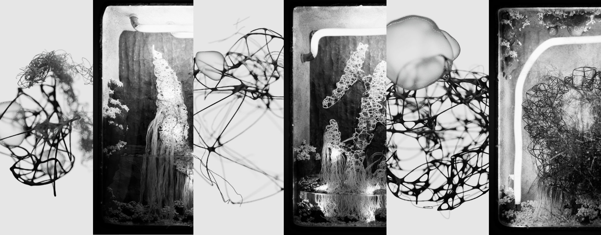 Collage of images from "Gemmules" and "Symplasma: Experiment"