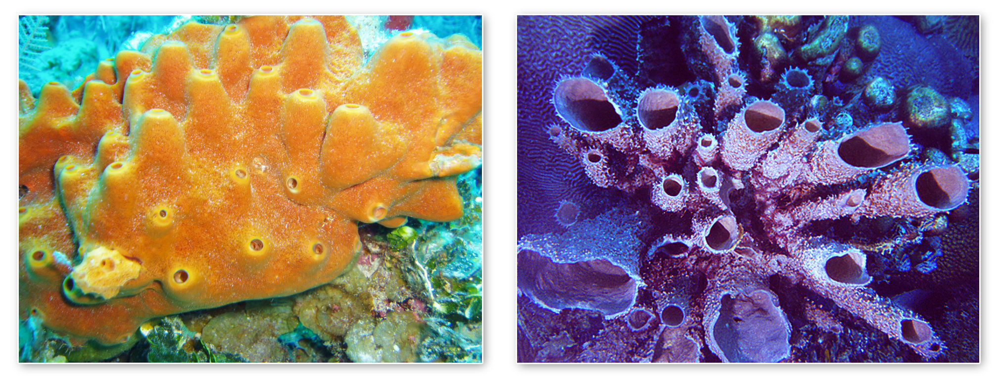 Orange Sponge (left; photo by James St. John) and Purple Cup Sponge (right, photo by icelight, upscaled with Clipdrop/stability.ai); license info below