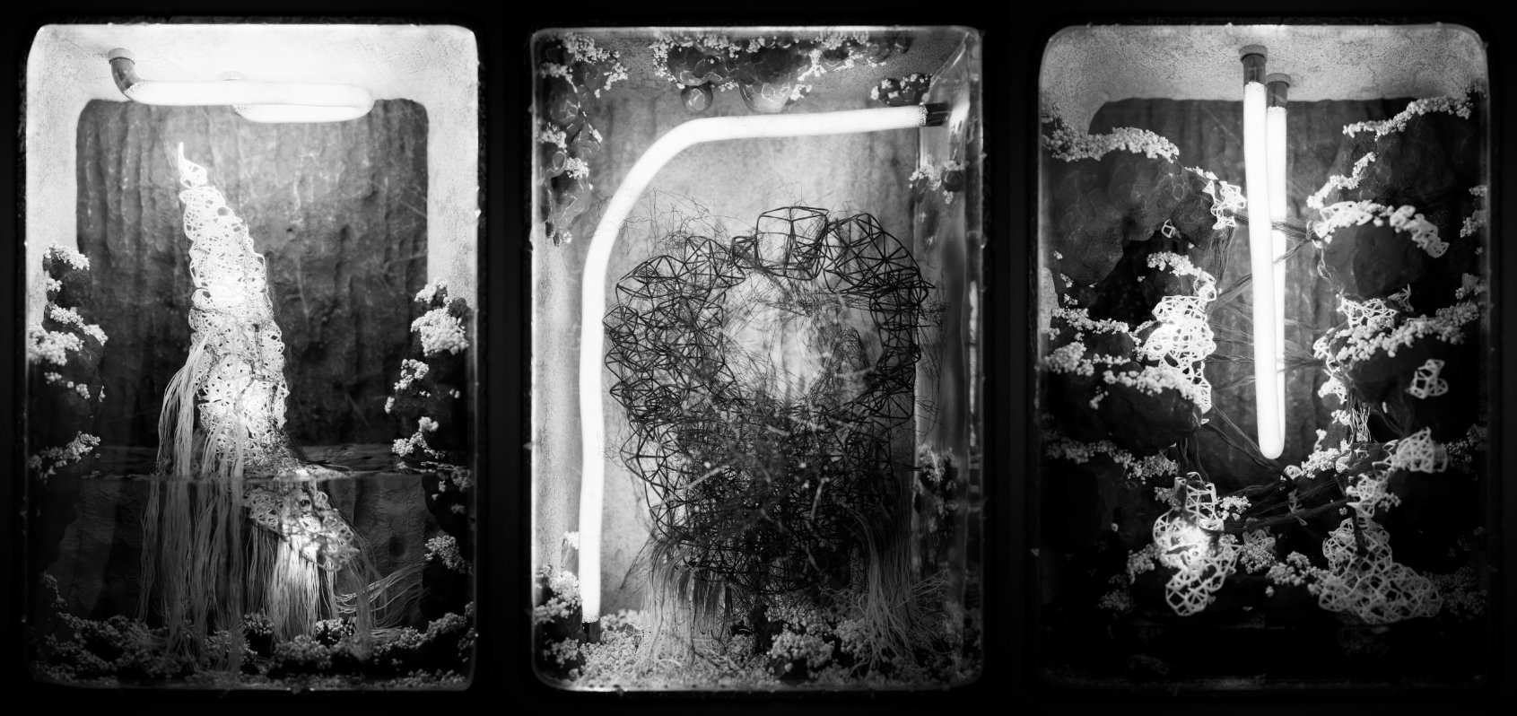 Symplasma #3, Symplasma #5, Symplasma #14 (from left to right)