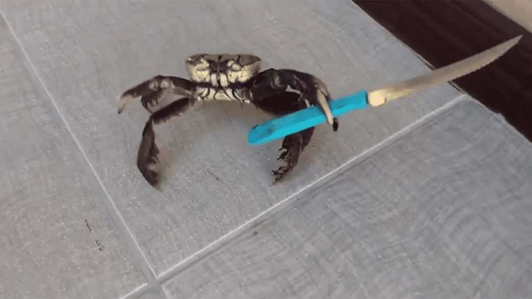 Crab with knife
