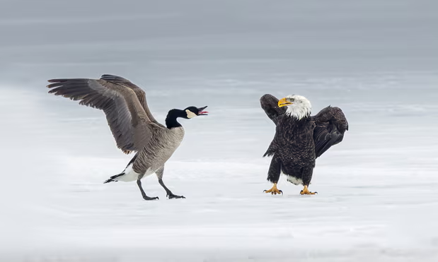 A Canada goose faces off against a bald eagle in Burlington, Ontario. Photograph: Mervyn Sequeira