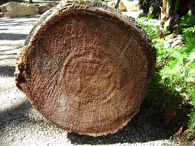 Image from Wikipedia - By Kadeve - Own work, CC BY-SA 3.0, https://commons.wikimedia.org/w/index.php?curid=21478125