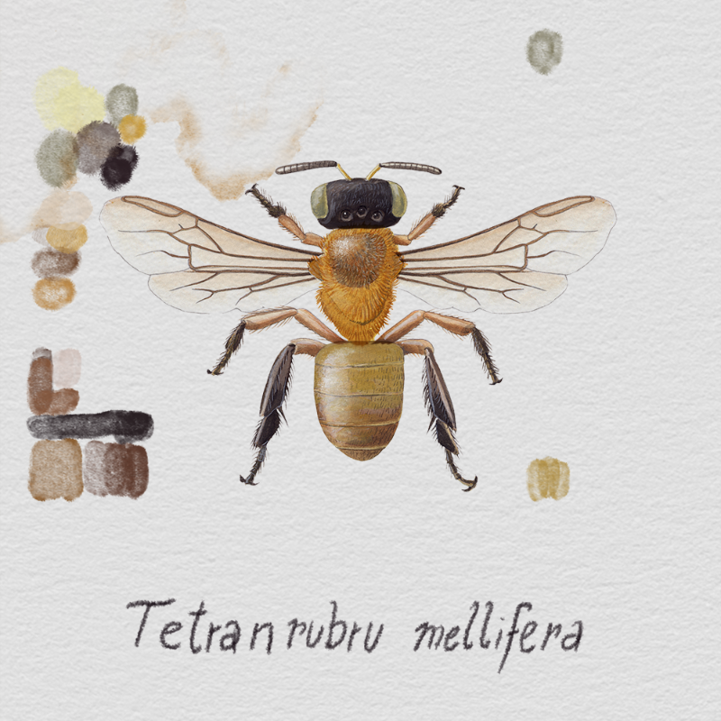 Randomic Brazilian Bees #13 static token preview