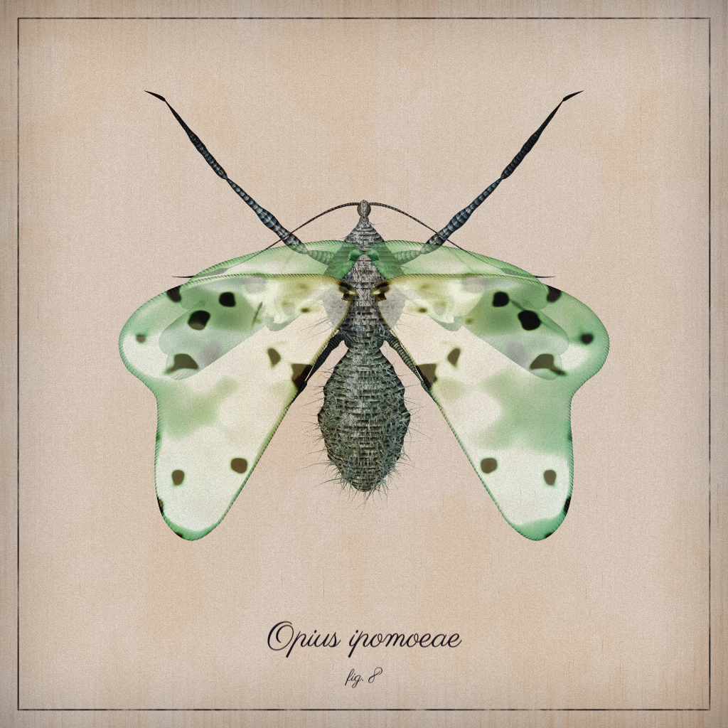 ProcGen Entomology #14 static token preview