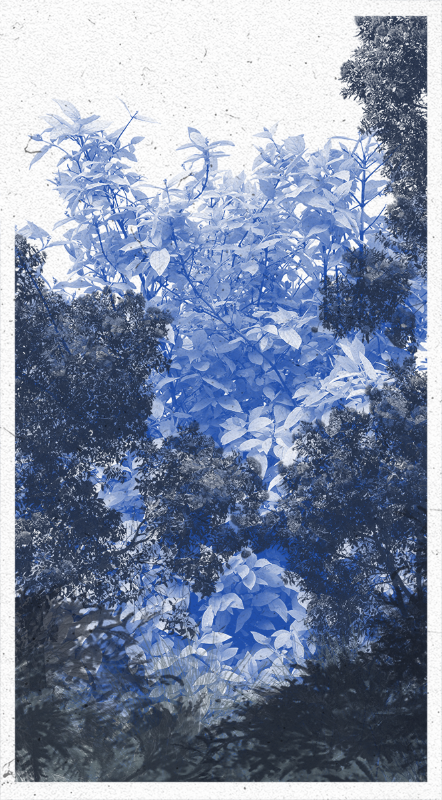 Life in the forest! #2 static token preview
