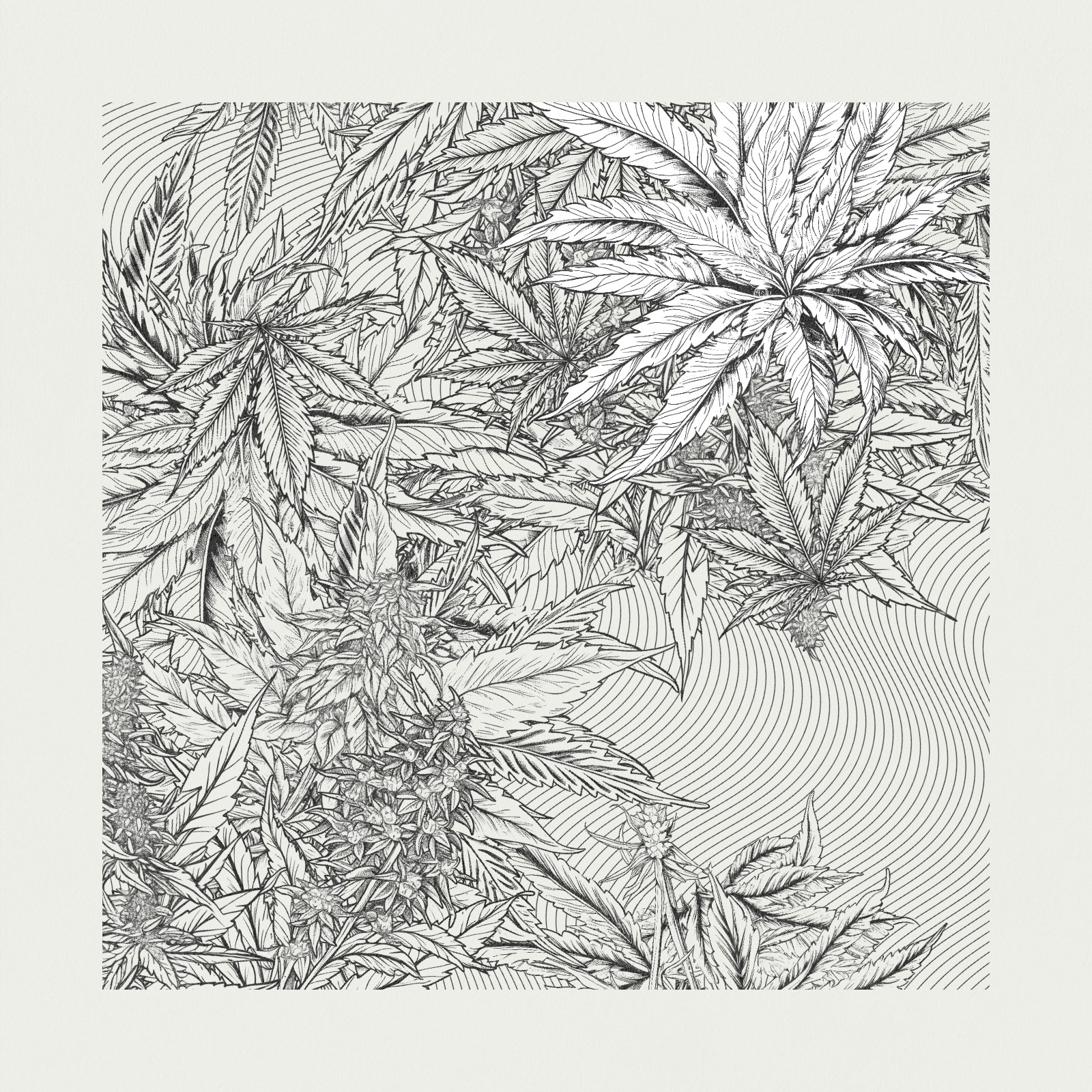 zancannabis #22 static token preview