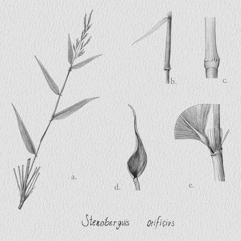 Botanical Illustration - Bambusoideae 1 #2 static token preview