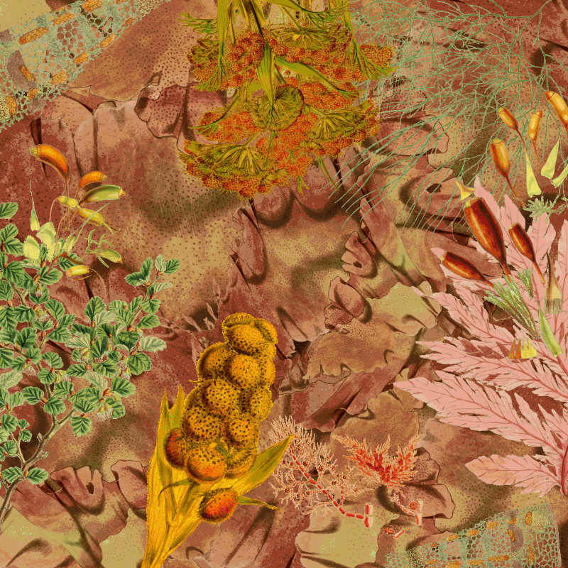 future flora from Antarctica's past #10 static token preview