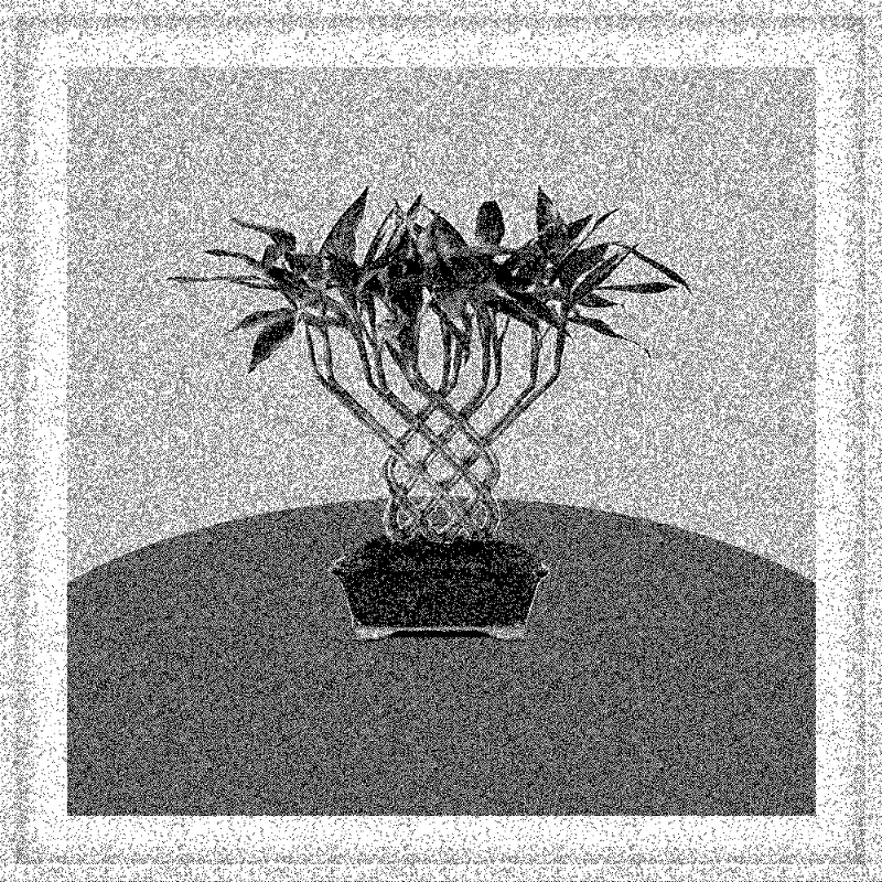 Bonsai Bonanza #329 static token preview