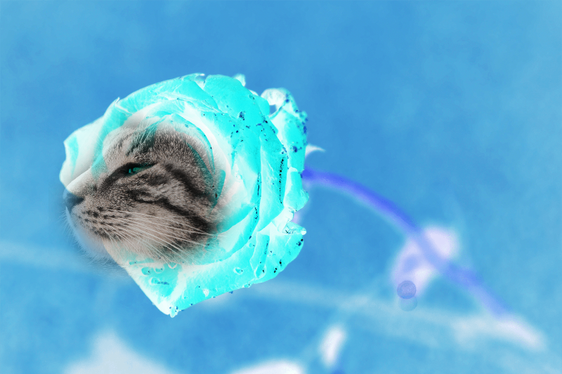 Flowering Cat #5 static token preview