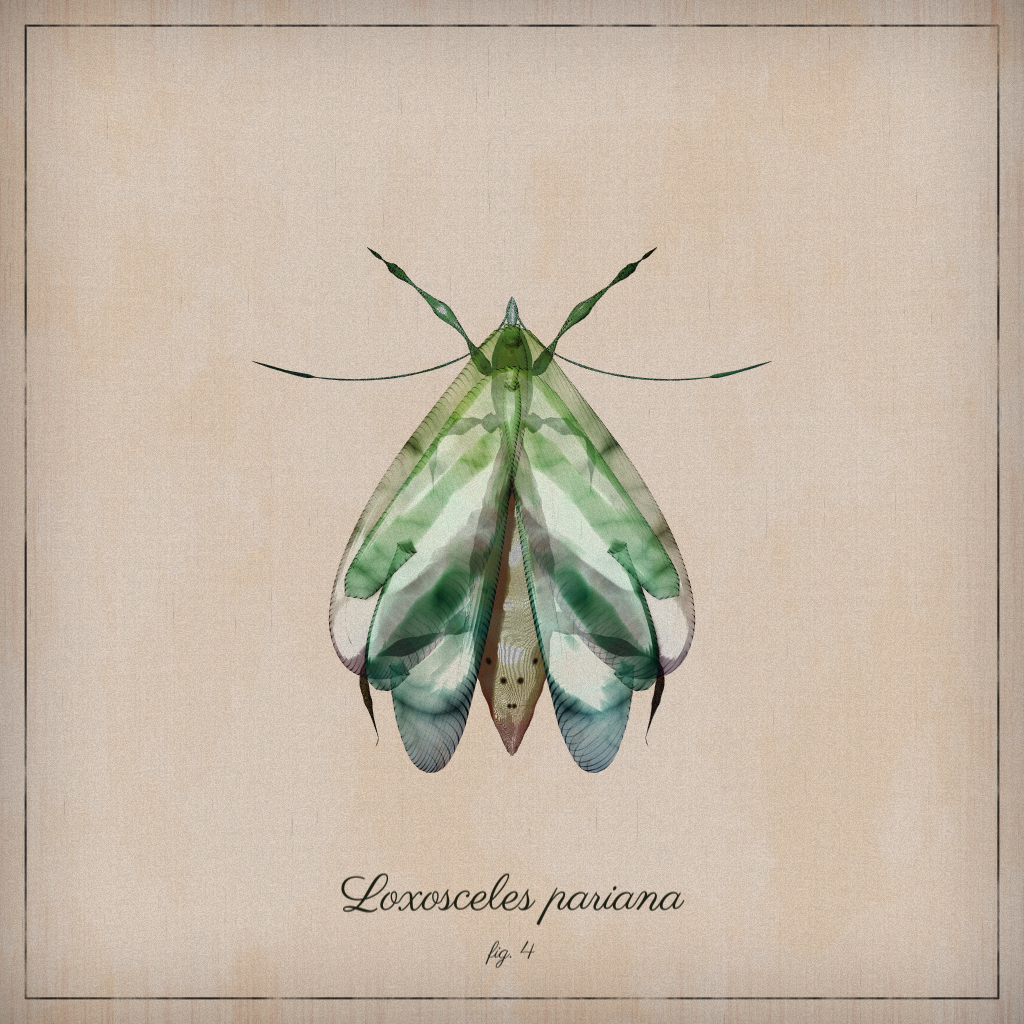 ProcGen Entomology #112 static token preview