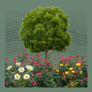 Zen Garden project preview