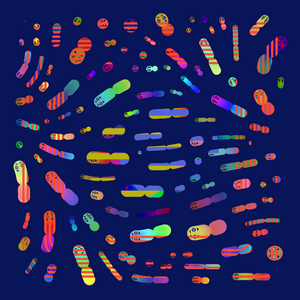 Catmandala project preview