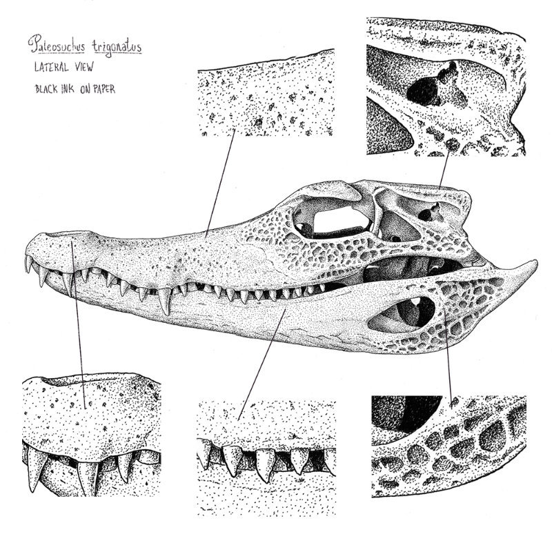 Paleosuchus trigonatus (skull) #8 static token preview
