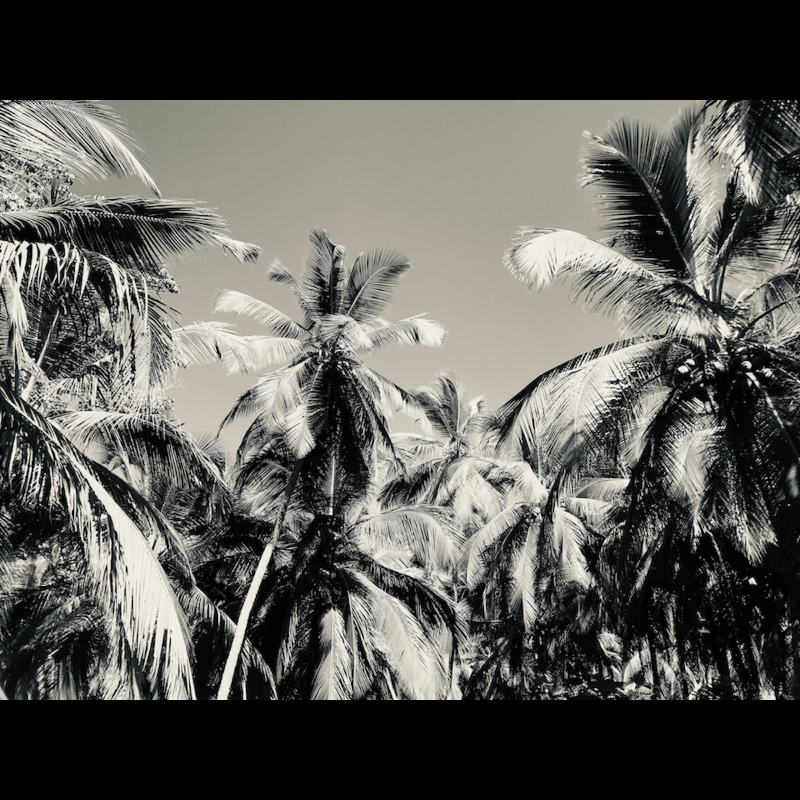 Palms (2022) #1 static token preview