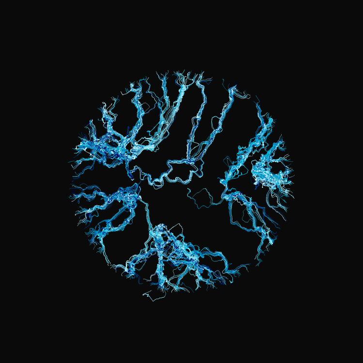 Ginseng #6 static token preview