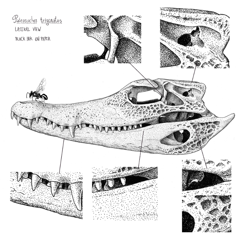 Paleosuchus trigonatus (skull) #7 static token preview
