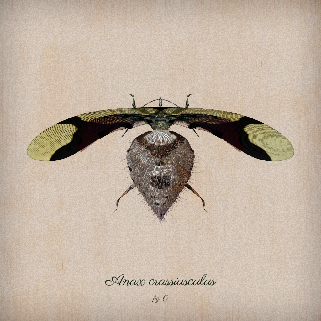 ProcGen Entomology #17 static token preview