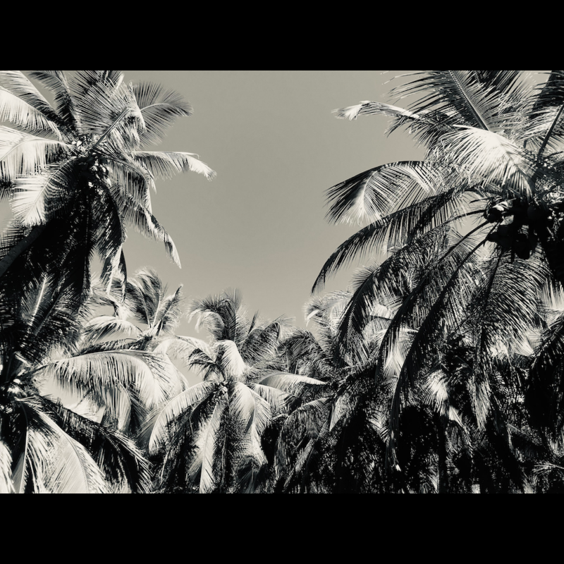 Palms (2022) #3 static token preview