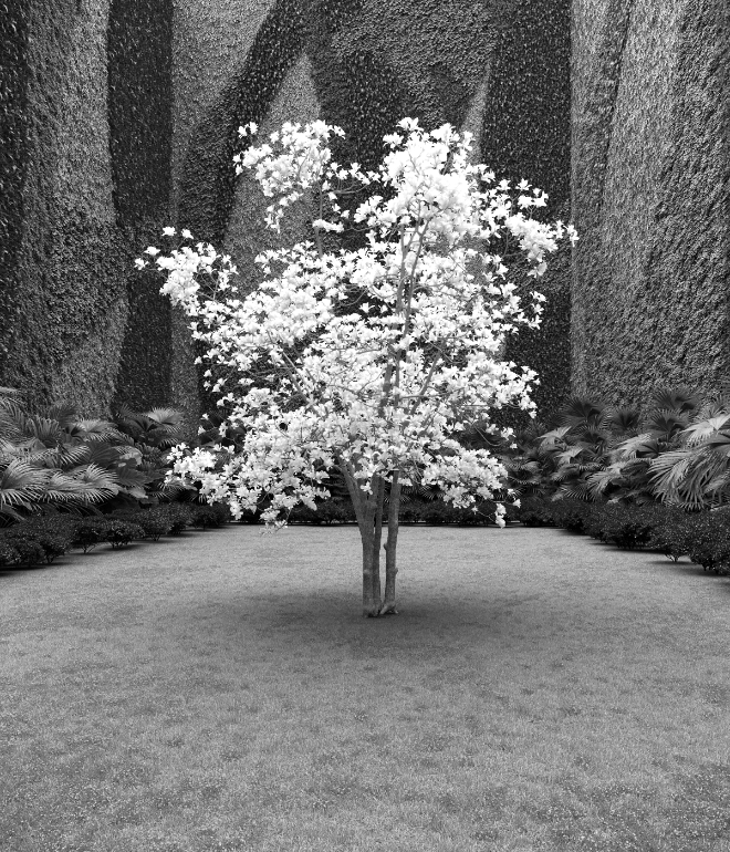 Garden of Imagination #4 static token preview