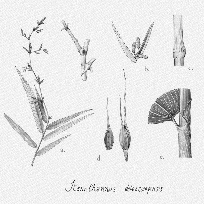 Botanical Illustration - Bambusoideae 1 #24 static token preview