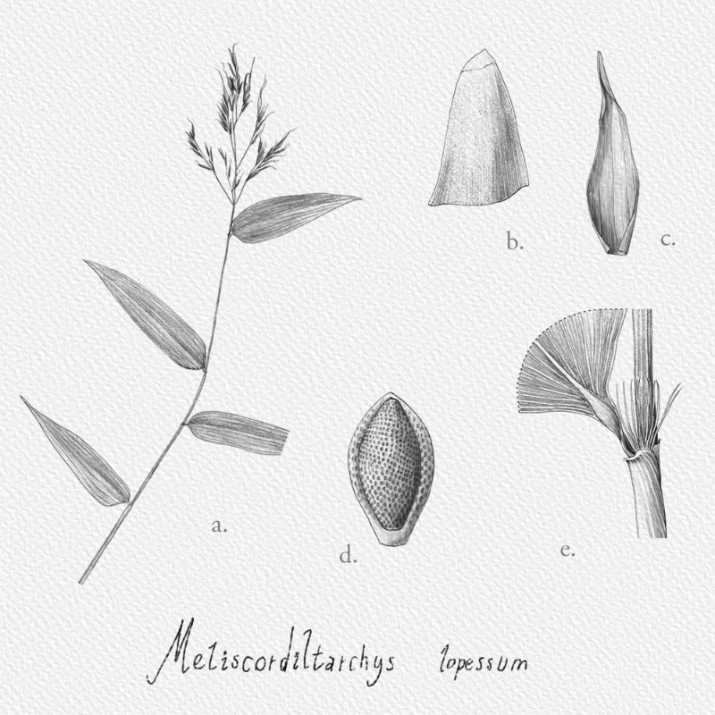 Botanical Illustration - Bambusoideae 1 #19 static token preview