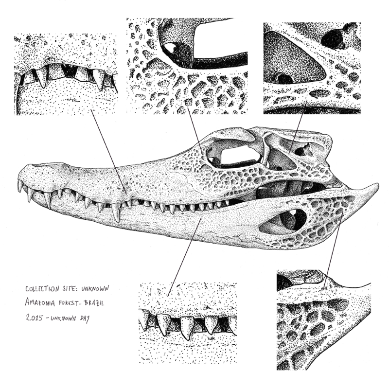 Paleosuchus trigonatus (skull) #18 static token preview