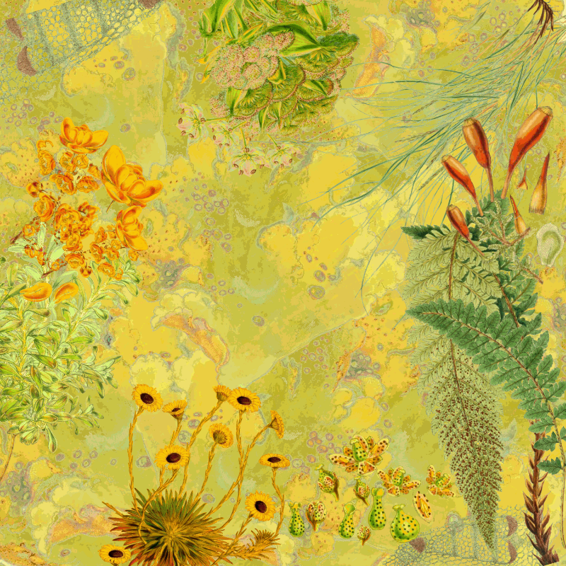 future flora from Antarctica's past #24 static token preview