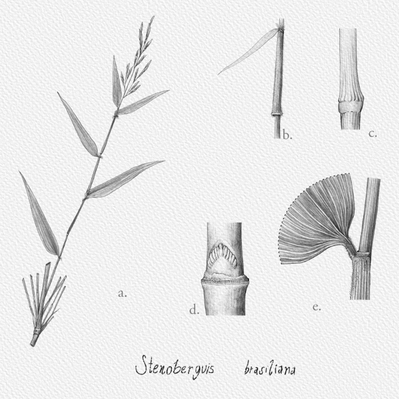 Botanical Illustration - Bambusoideae 1 #8 static token preview