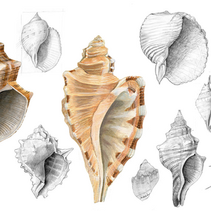 Malacology project preview
