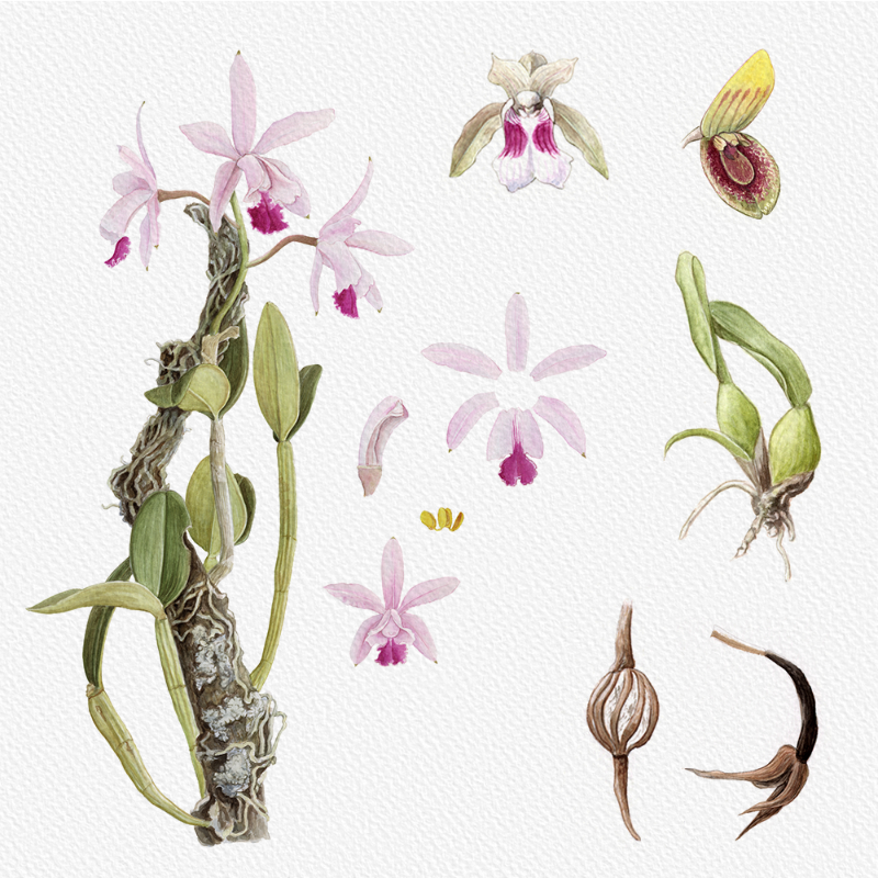 Botanical Illustration - Orchids 1 #23 static token preview