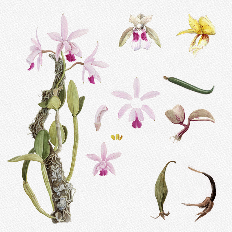 Botanical Illustration - Orchids 1 #9 static token preview