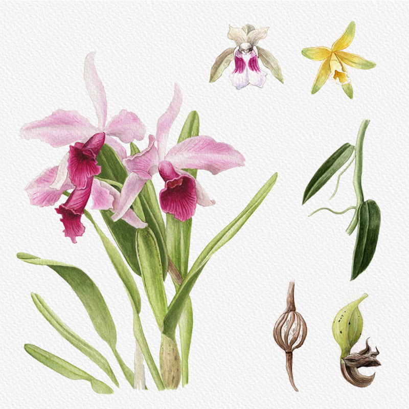 Botanical Illustration - Orchids 1 #16 static token preview