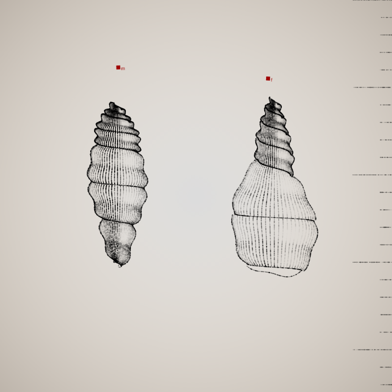 Two Specimen #11 static token preview