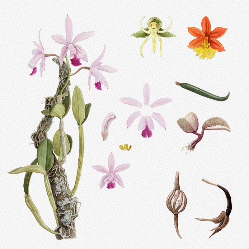 Botanical Illustration - Orchids 1 #11 static token preview