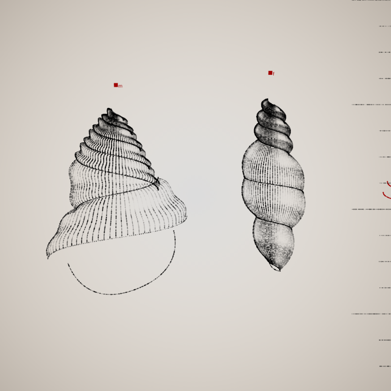 Two Specimen #16 static token preview
