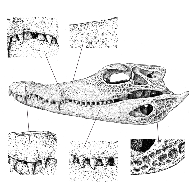 Paleosuchus trigonatus (skull) #2 static token preview