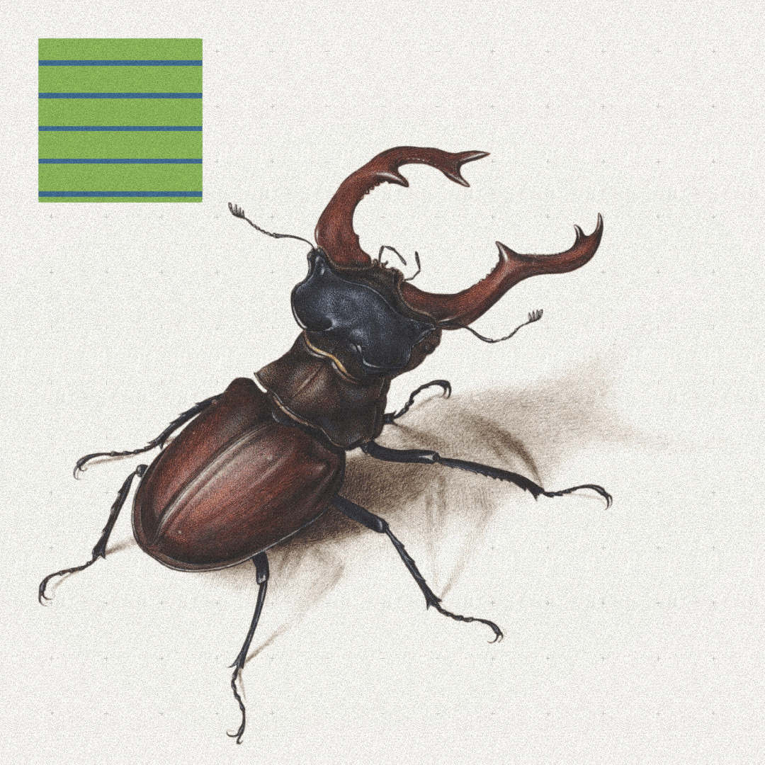 Beetle #9 static token preview