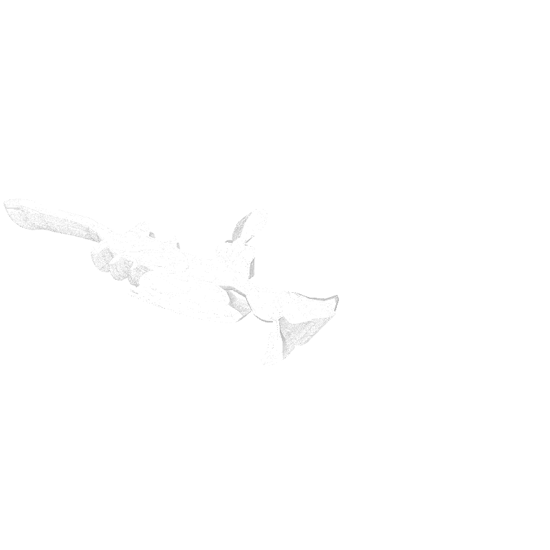 traces #7 static token preview