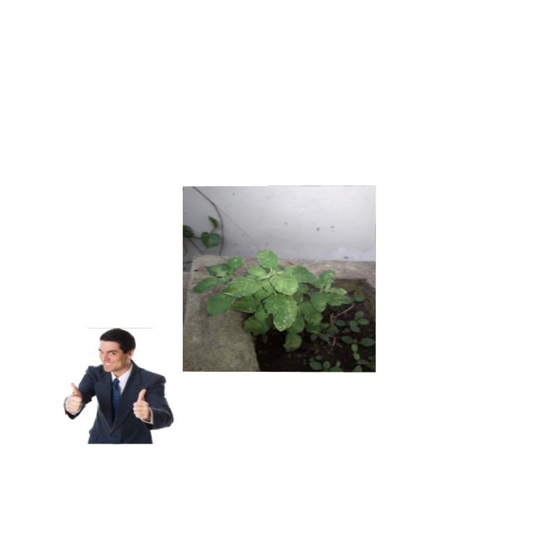 ART BASIL 2022 #4 static token preview