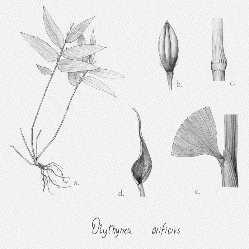 Botanical Illustration - Bambusoideae 1 #5 static token preview