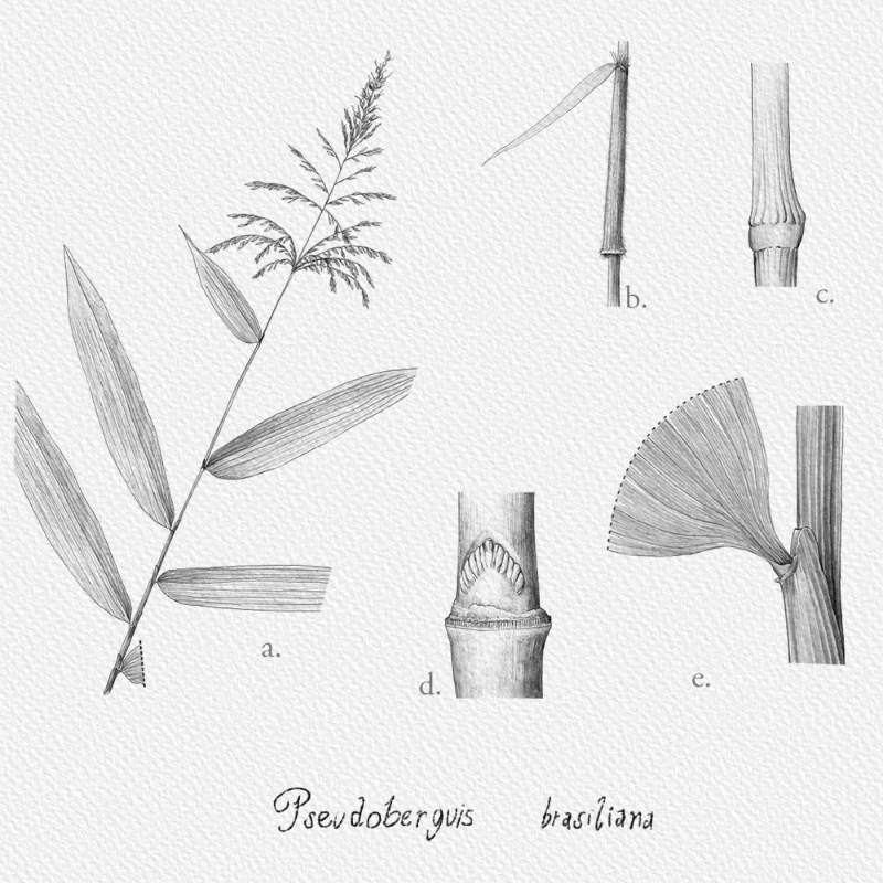 Botanical Illustration - Bambusoideae 1 #3 static token preview