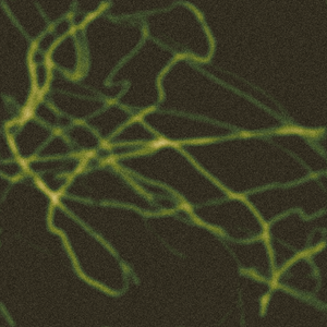 Rhizome project preview