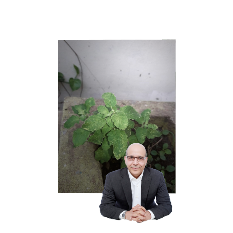 ART BASIL 2022 #25 static token preview