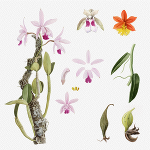 Botanical Illustration - Orchids 1 project preview