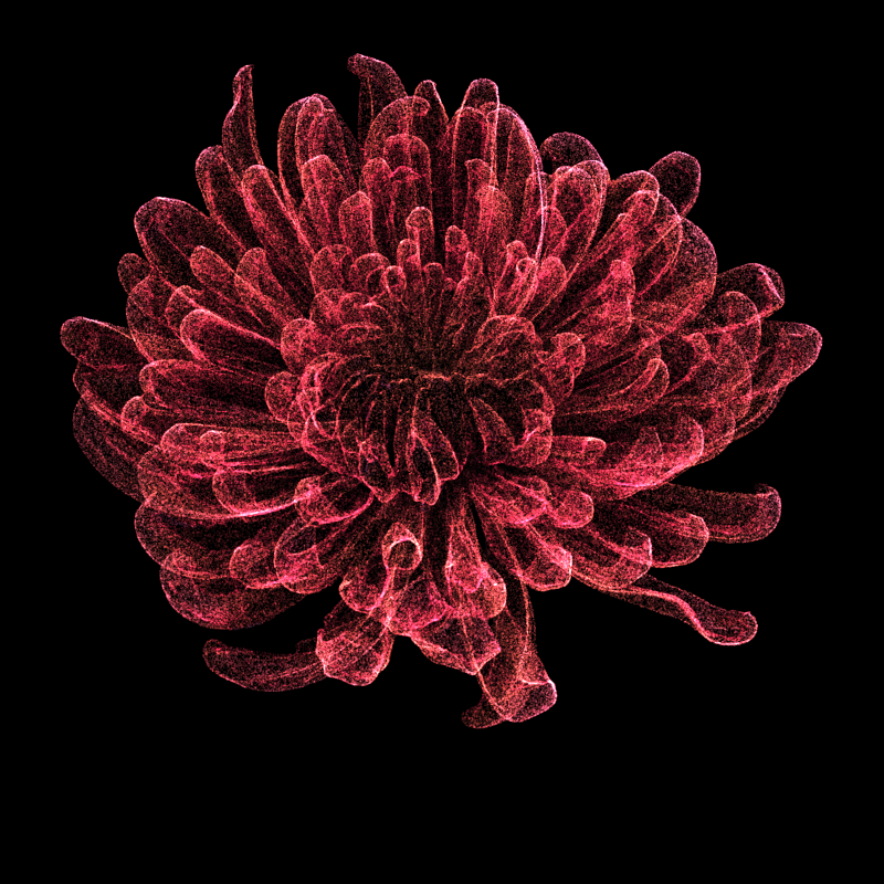 Chrysanthemum Morifolium 30 #112 static token preview